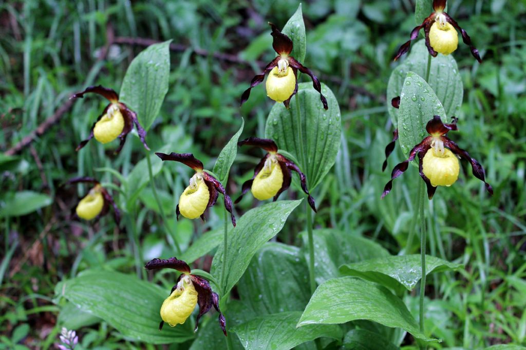 Cypripedium calceolus valdostano